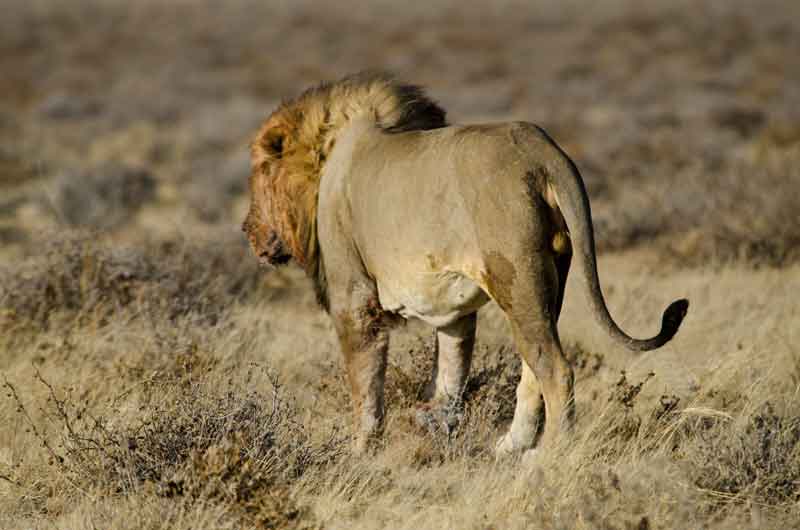 León - parque nacional de Etosha - Namibia 04.jpg